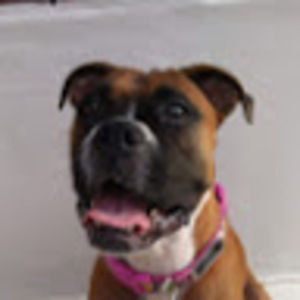 Meet your Posher, Cookie